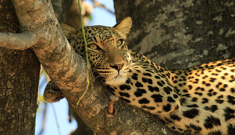 Leopard in tree in Kruger National Park