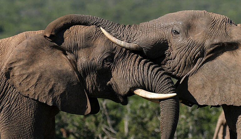 Two elephants in the Addo Elephant Park
