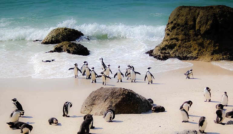 Penguins in the surf at Boulders Beach Cape Town
