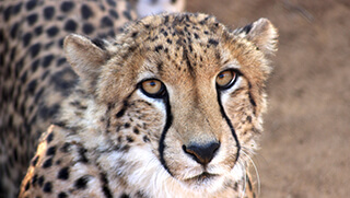 Camp Jabulani Hoedspruit Endangered Species Centre Cheetah