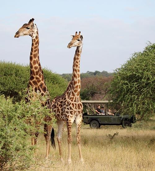 Two giraffe spotted on safari game drive in Kruger National Park