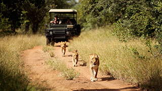 Lionesses on road spotted during safari game drive at Camp Jabulani