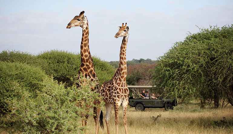 Two giraffe on safari game drive at Camp Jabulani