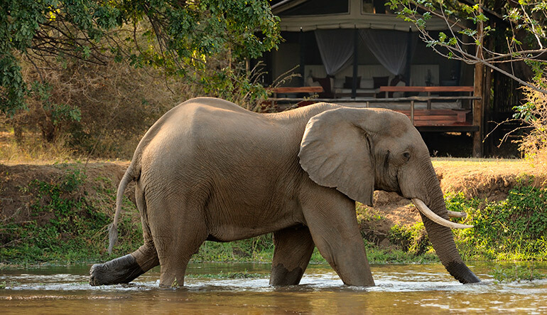 Elephant walking in Zambezi River outside Chiawa Camp