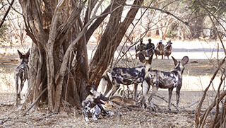Pack of wild dog spotted during walking safari in Lower Zambezi