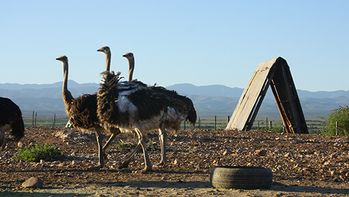 Ostriches at High Gate Ostrich Farm
