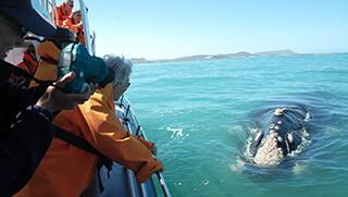Whale watching during a marine safari in Walker Bay