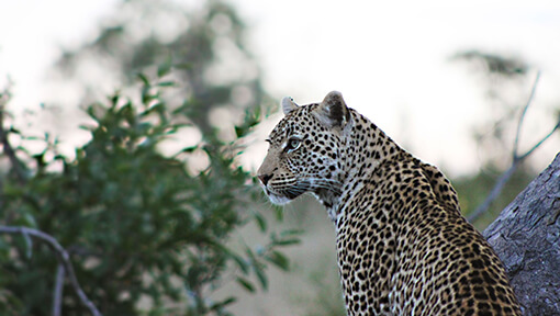 Female leopard in Kruger National Park shot in Londolozi Game Reserve
