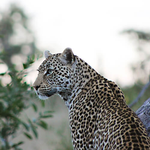 Leopard in Londolozi Kruger National Park