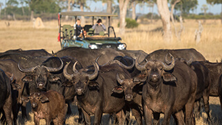 Buffalo herd spotted during safari game drive through Hwange National Park