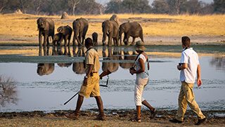 Elephants at waterhole sighted during walking safari in Hwange National Park