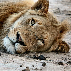 Lion in Kruger National Park 