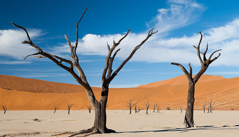 Bare trees in the Sossusvlei pans Namibia