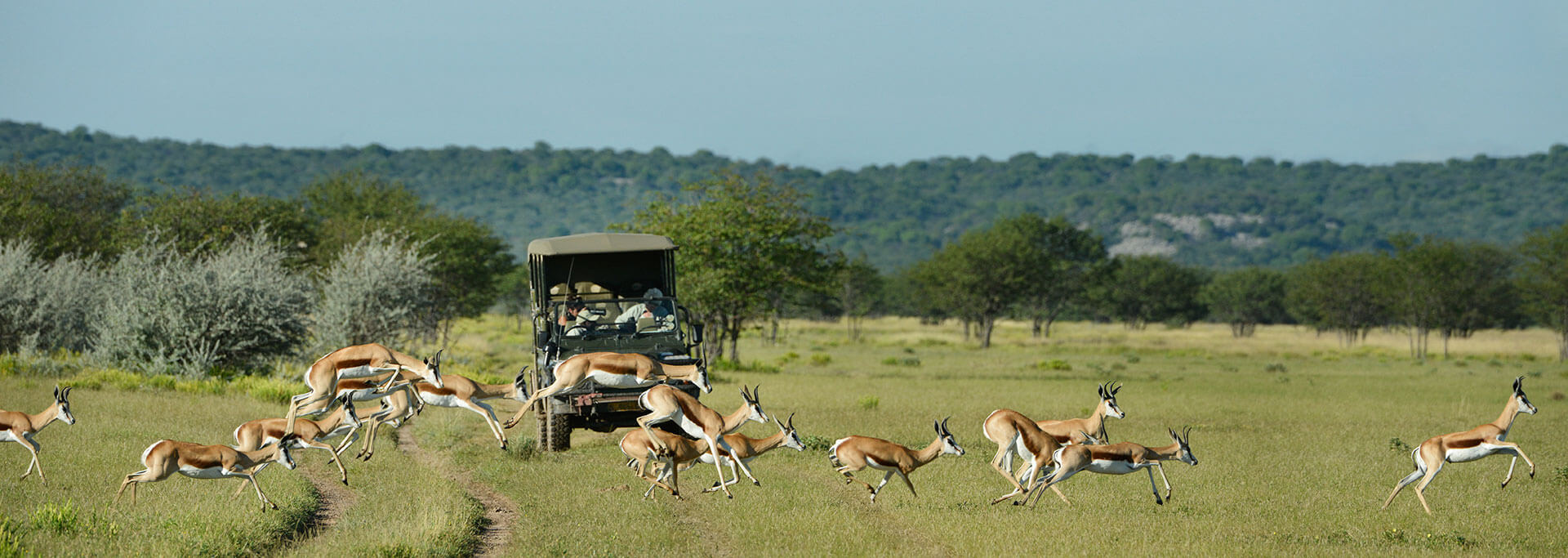 Herd of impala running in front of safari game vehicle