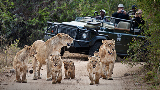 Safari game drive following pride of lions in Kruger National Park at Londolozi Game Reserve