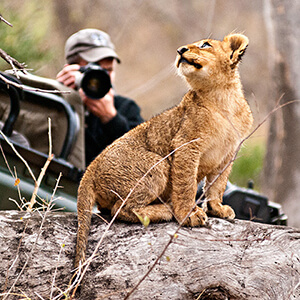 Lion cub being photographed in Kruger National Park