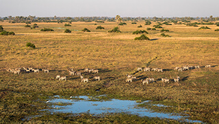 Herd of zebra at waterhole in Moremi region of Botswana