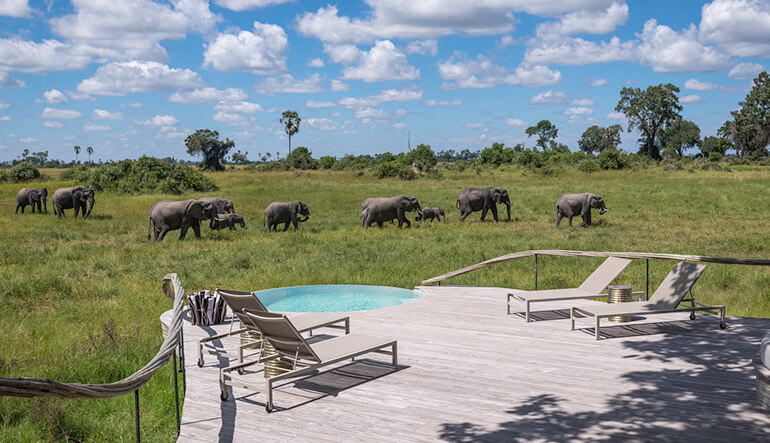 Elephant herd walking past deck at Mombo Camp in Botswana