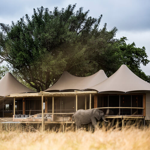 Elephant outside Little Mombo Camp in Botswana