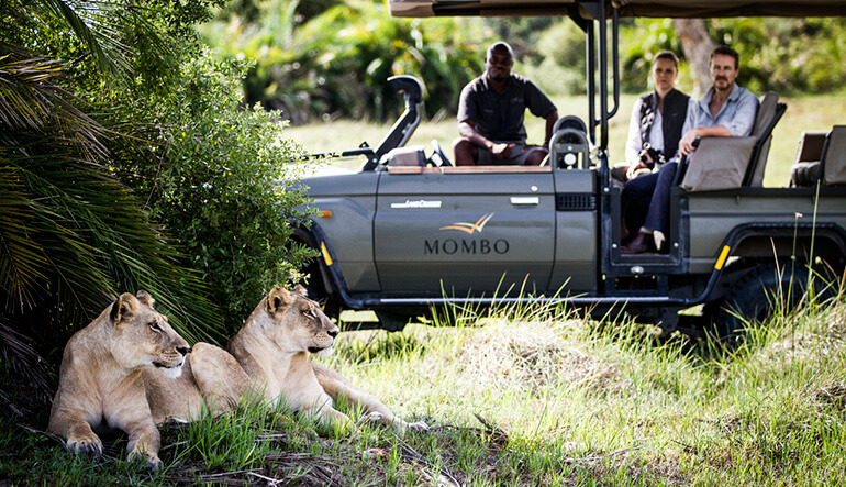 Lioness sighting on safari game drive at Mombo Camp in Botswana's Okavango Delta