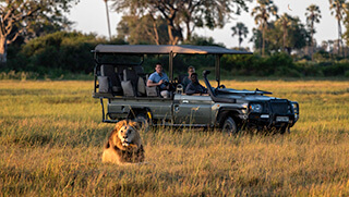 Lion sighting during safari game drive in the Okavango Delta in Botswana