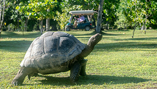 Tortoise on North Island Seychelles