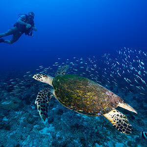 Scuba diving with turtle in Seychelles