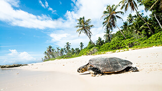 Turtle on beach at North Island Seychelles