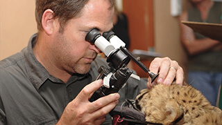Veterinarian at AfriCat Foundation looking into cheetah's eyes