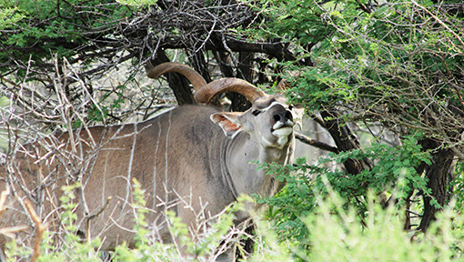 Kudu eating buffalo thorn tree leaves