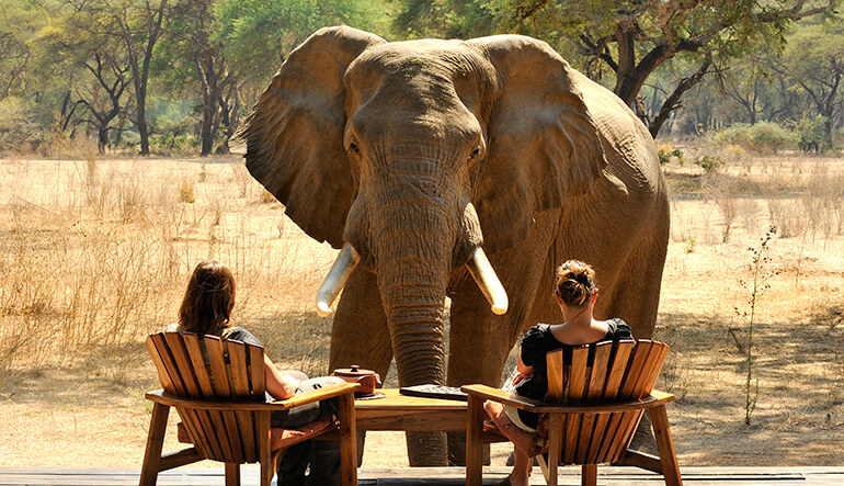 Elephant looking at guests at Old Mondoro Zambia