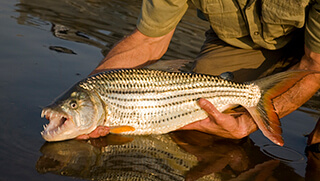 Catch and release tiger fishing at Old Mondoro Camp Zambia