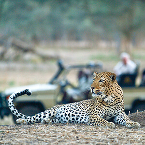 Leopard sighted during game drive in Zambia