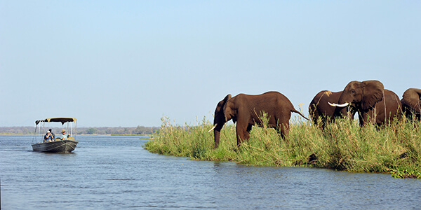 Elephants on bank spotted during water safari