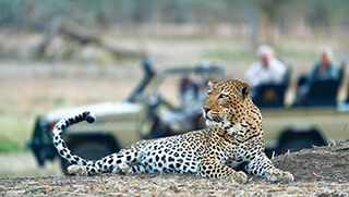 Leopard spotted during safari game drive in lower Zambezi National Park