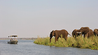 Water safari with elephants on the bank of the Zambezi River