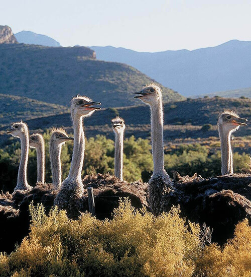 Ostriches in Oudtshoorn on the Garden Route South Africa