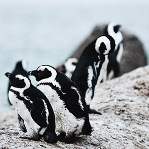 Penguins Boulders Beach Simonstown Destination Cape Town