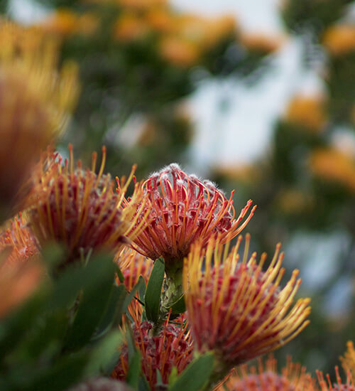 Protea in Kirstenbosch Gardens