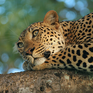 Close up of leopard resting in tree
