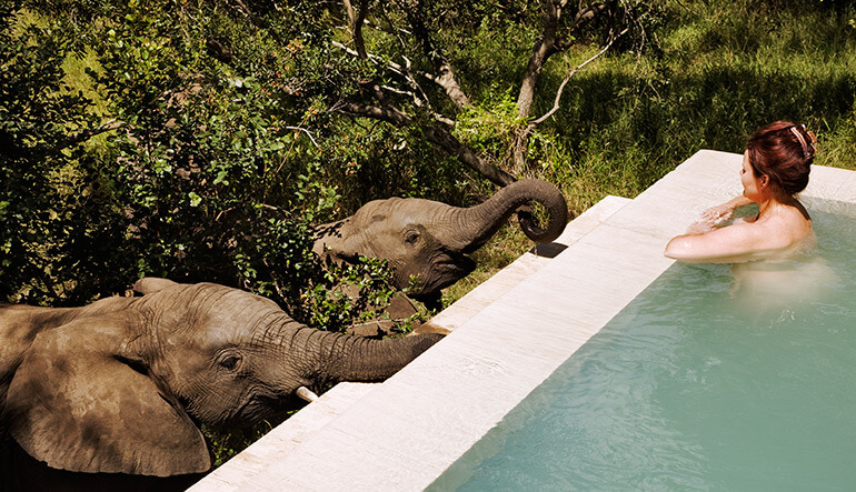 Woman looking at elephants from the pool at Royal Malewane