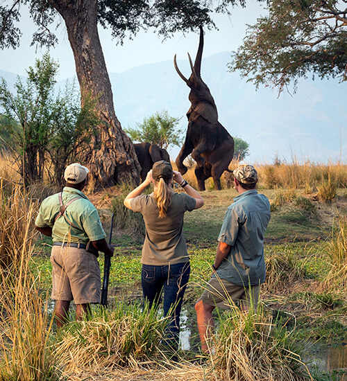Walking safari in Zimbabwe