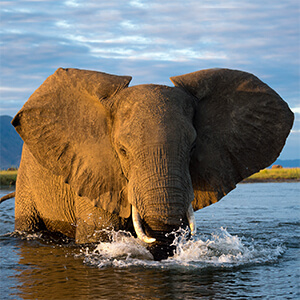 Close up of elephant in Zambezi Rive