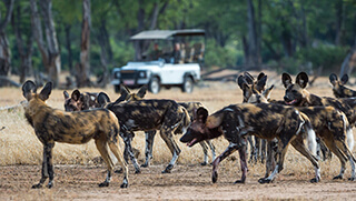 Pack of wild dog spotted on safari game drive through Mana Pools 