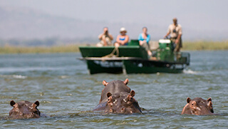 Herd of hippo during water safari 