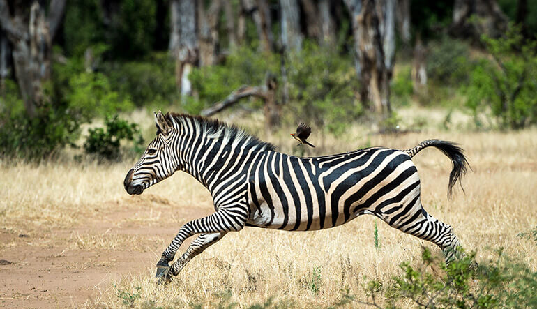 Zebra running through bush in Mana Pools