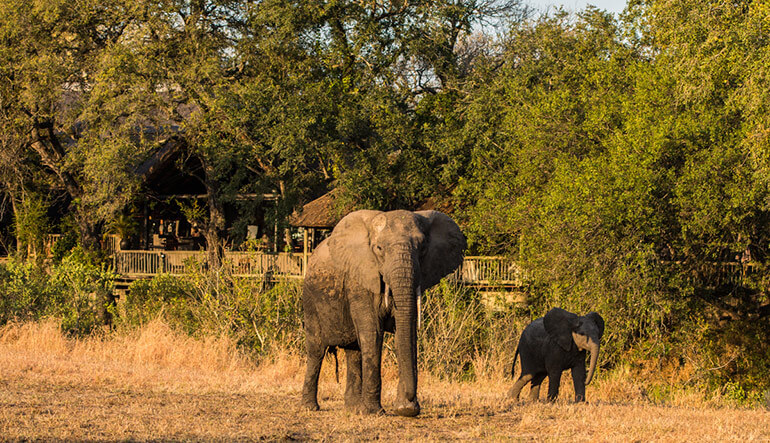 Mother and baby elephant outside Bush Lodge at Sabi Sabi Game Reserve