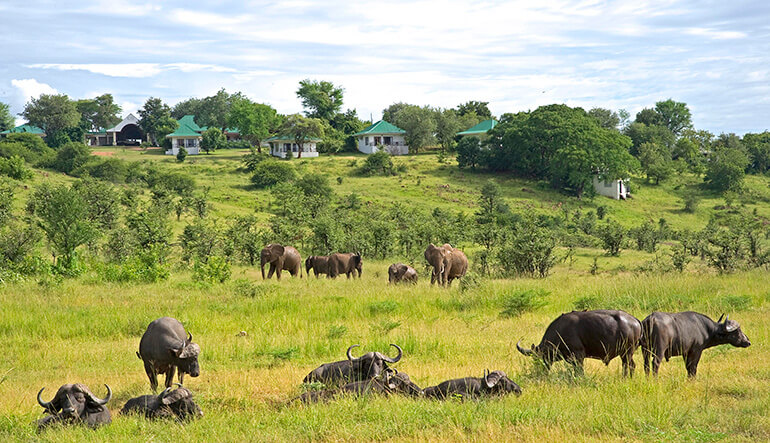 Buffalo and elephant herd outside Sanctuary Chichele Presidential Lodge