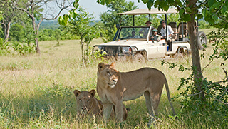 Safari game drive sighting lion in South Luangwa National Park