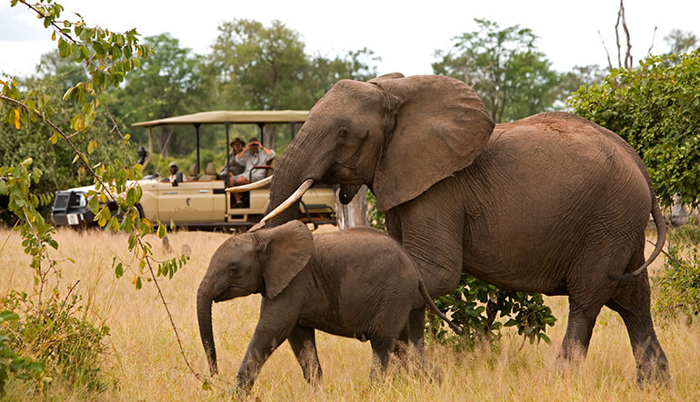 Elephants spotted during safari game drive in South Luangwa National Park